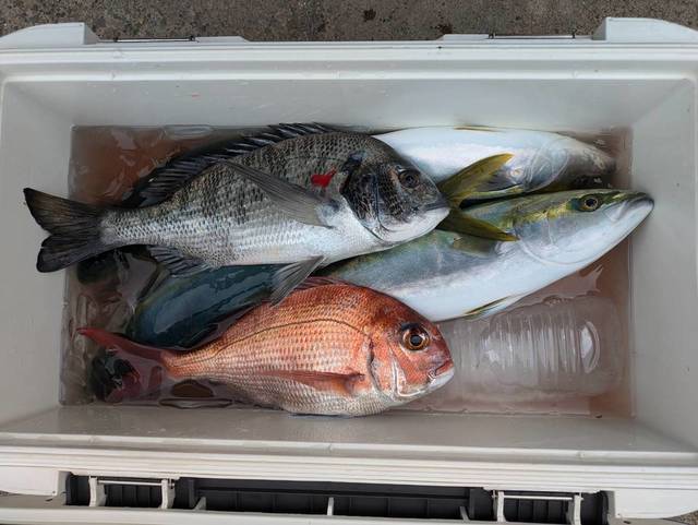 マダイ・クロダイ・イナダ(ブリ)