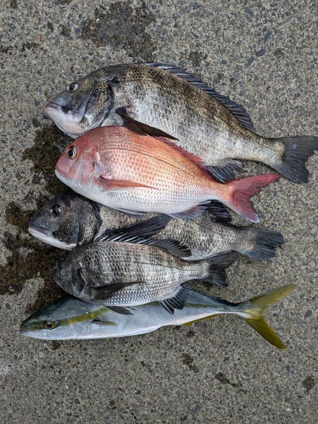 マダイ・クロダイ・イナダ(ブリ)