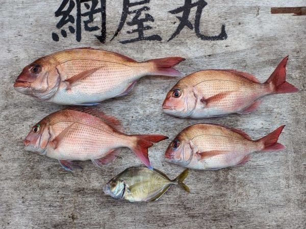 マダイ・カイワリ