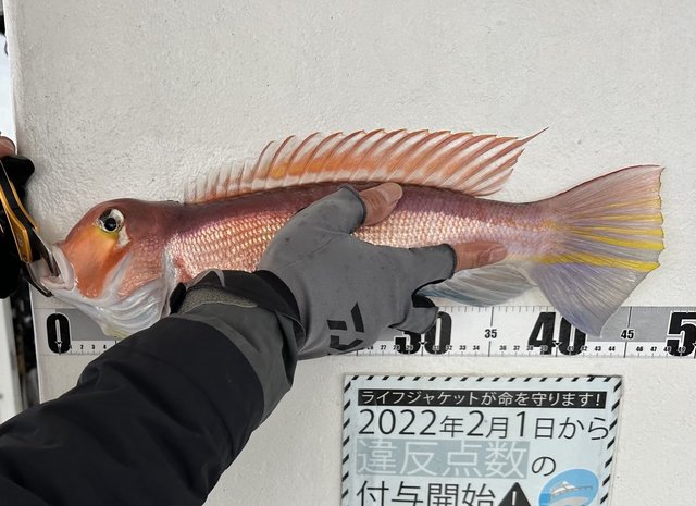 アマダイ(アカアマダイ)