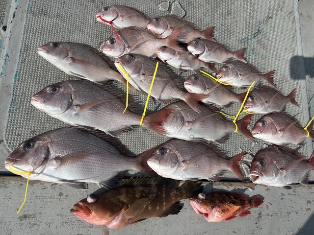 マダイ・キジハタ