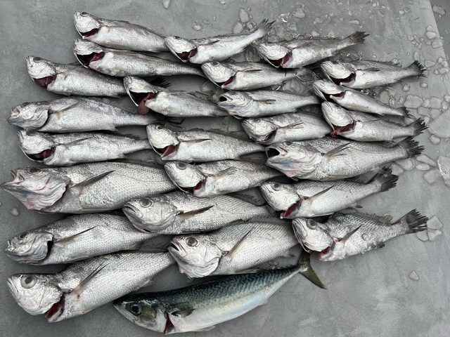 サバ(マサバ)・クログチ