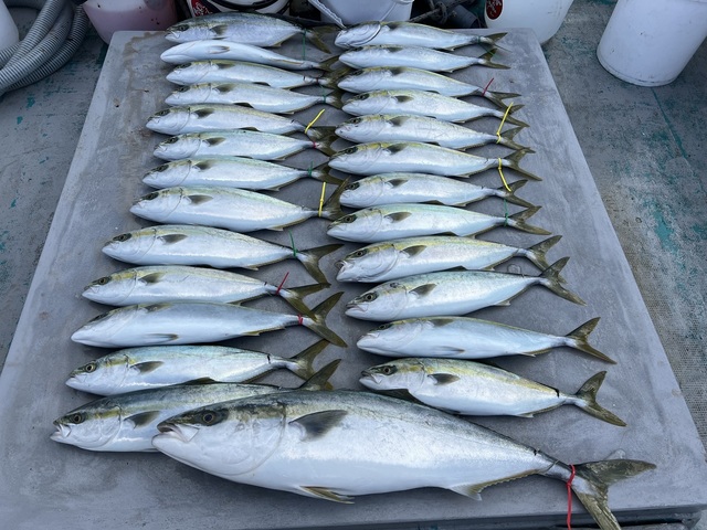 ブリ・ハマチ(ブリ)