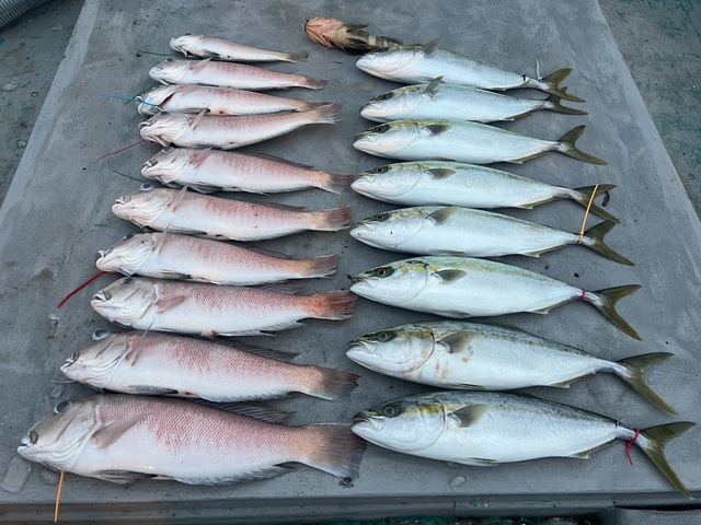 ハマチ(ブリ)・シロアマダイ