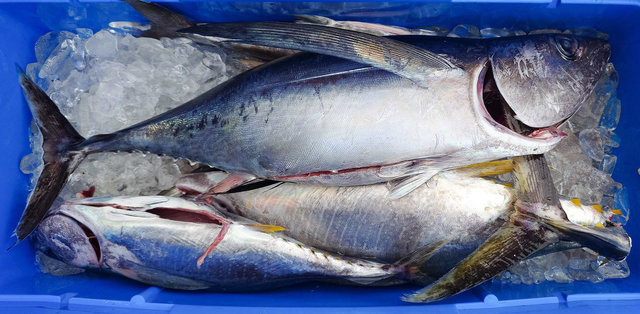 ビンチョウマグロ(ビンナガ)・キメジ(キハダ)