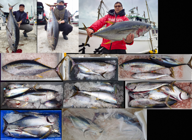 ビンチョウマグロ(ビンナガ)・キメジ(キハダ)