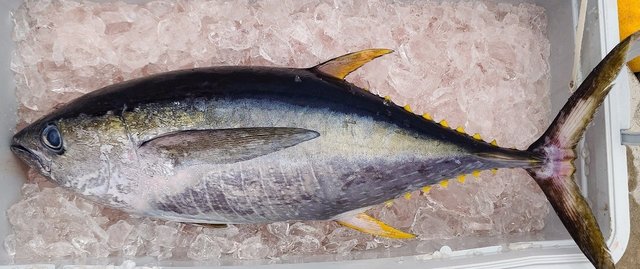 キメジ(キハダ)