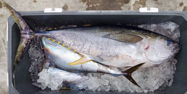 キメジ(キハダ)