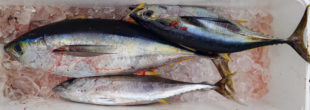 ビンチョウマグロ(ビンナガ)