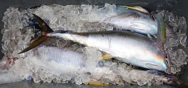 ビンチョウマグロ(ビンナガ)