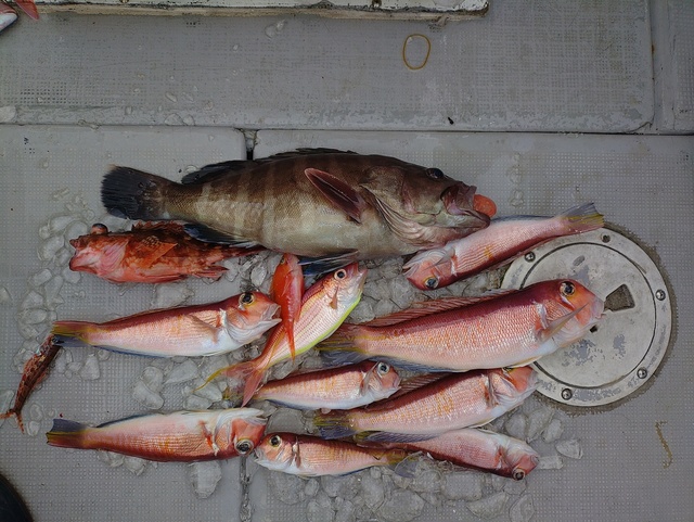 アマダイ(アカアマダイ)・ハタ(マハタ)