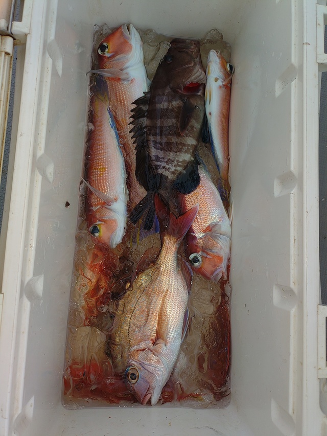 アマダイ(アカアマダイ)・ハタ(マハタ)