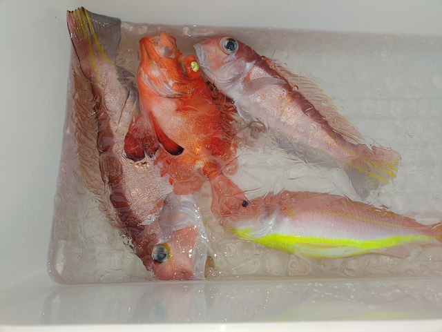 アマダイ(アカアマダイ)・イトヨリ(イトヨリダイ)