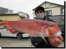 アマダイ(アカアマダイ)