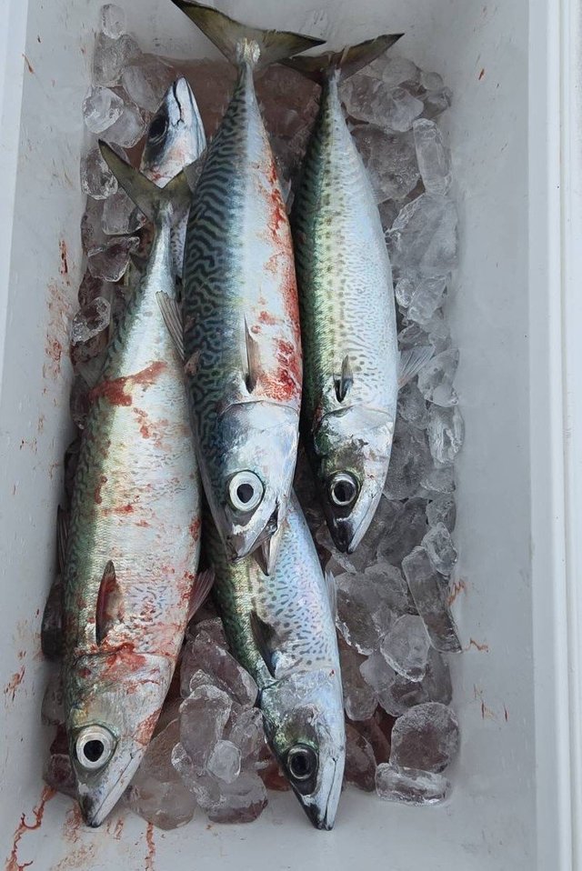 サバ(ゴマサバ)