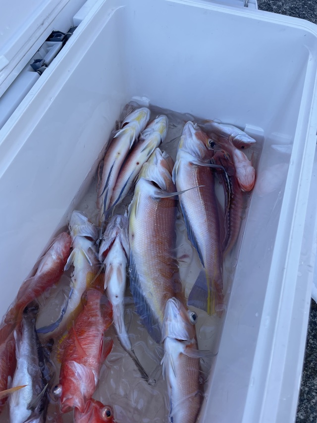 アマダイ(アカアマダイ)