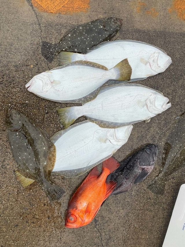 キントキ(チカメキントキ)・ヒラメ・ガンゾウ(ガンゾウビラメ)・ハタ(マハタ)