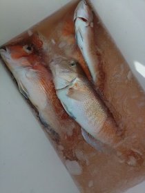 アマダイ(アカアマダイ)