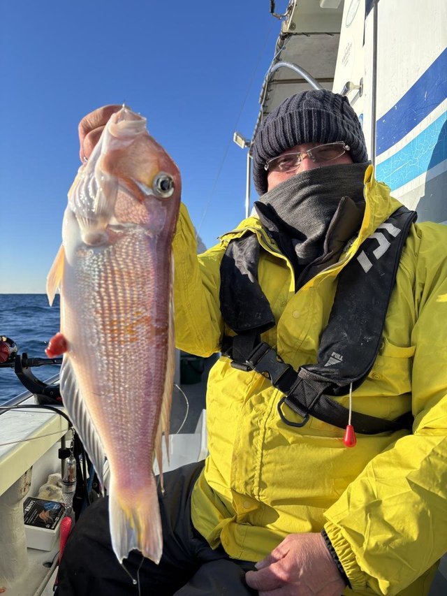 アマダイ(アカアマダイ)