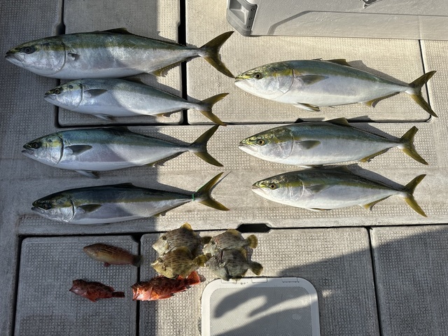 ブリ・メジロ(ブリ)・ガシラ(カサゴ)・カワハギ