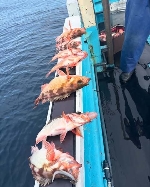 オキメバル(ウスメバル)