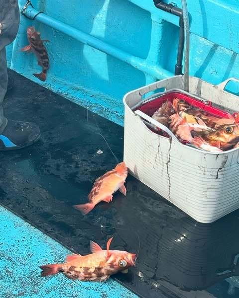 オキメバル(ウスメバル)