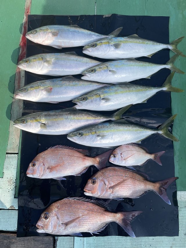 マダイ・ハマチ(ブリ)