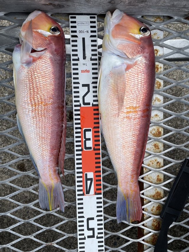 アマダイ(アカアマダイ)