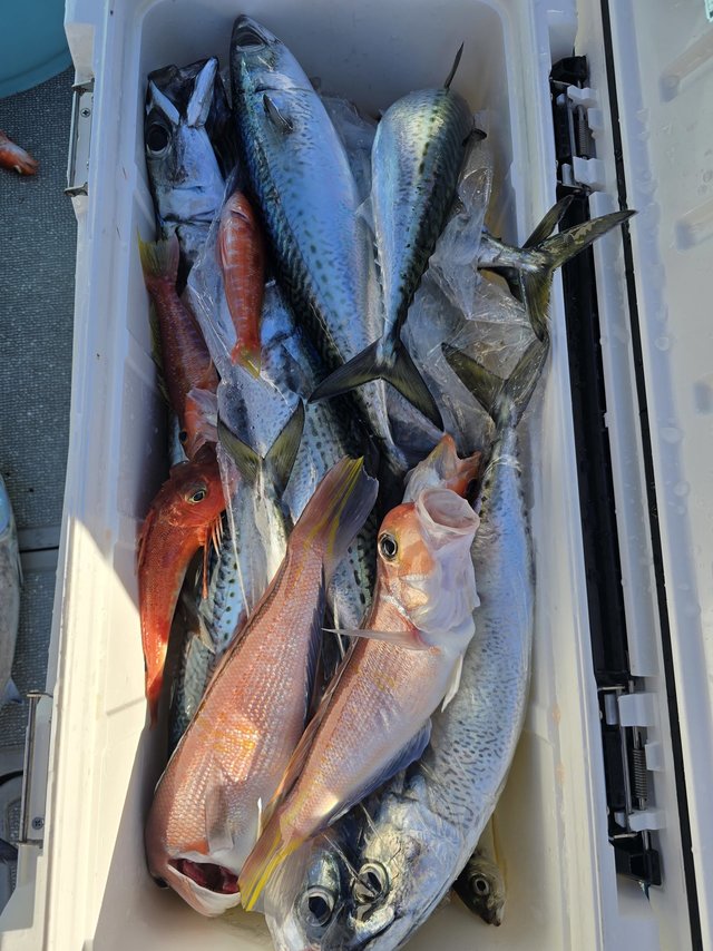 アマダイ(アカアマダイ)