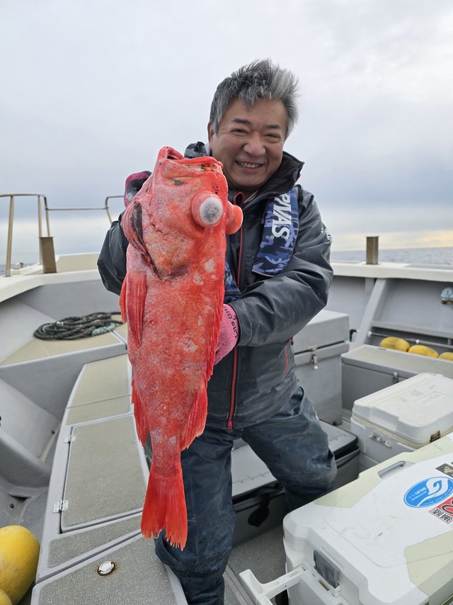 ベニアコウ(オオサガ)