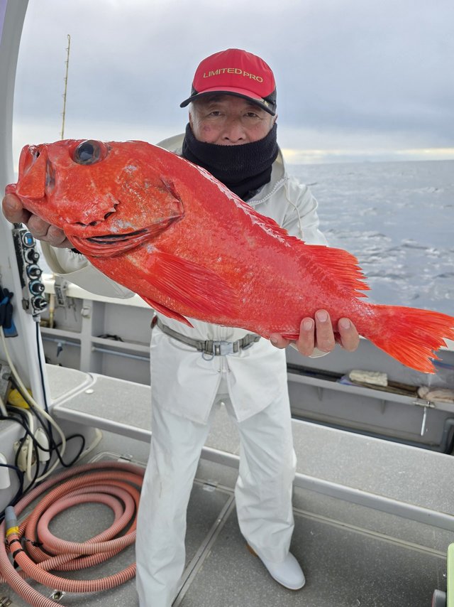 ベニアコウ(オオサガ)