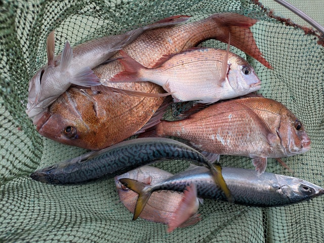 タイ(マダイ)・チダイ・マサバ