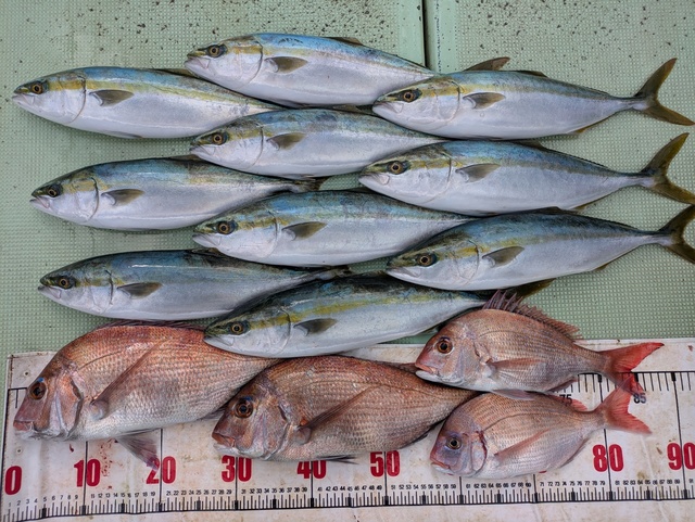 タイ(マダイ)・チダイ・ツバス(ブリ)