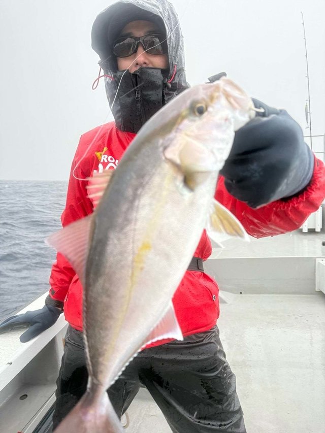 ショゴ(カンパチ)