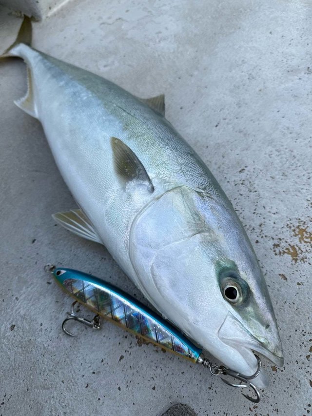 サンパク(ブリ)