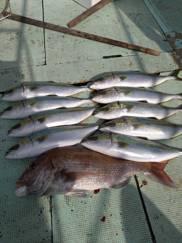 タイ(マダイ)・ハマチ(ブリ)