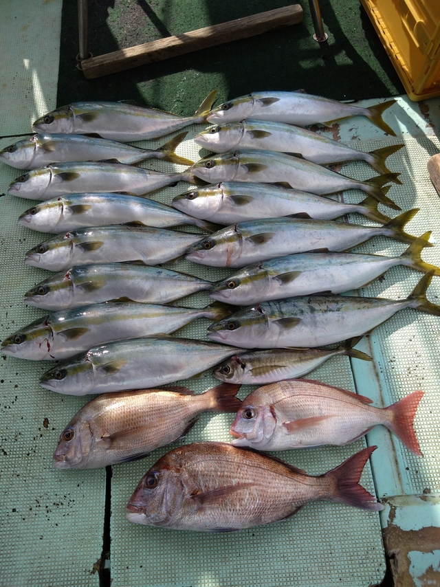 タイ(マダイ)・アジ(マアジ)・ハマチ(ブリ)