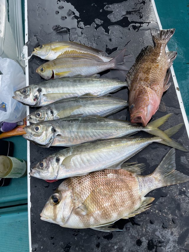 マアジ・メイチダイ