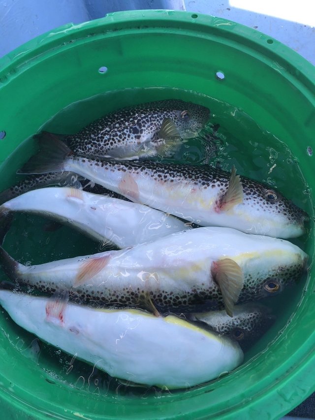 ショウサイフグ