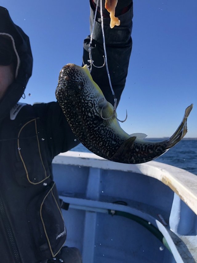 ショウサイフグ