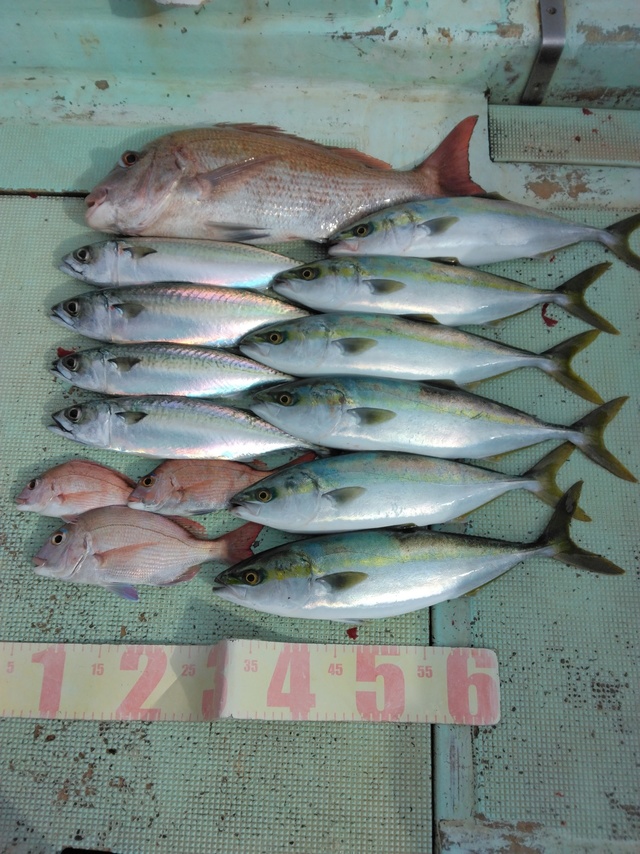 マダイ・マアジ・ツバス(ブリ)・マサバ