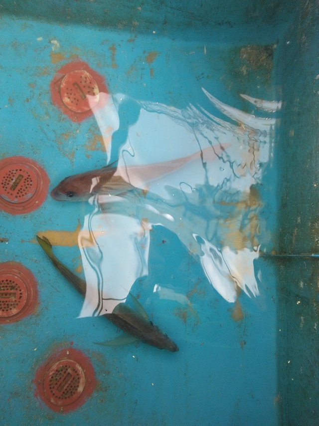 マダイ・マアジ