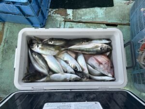 マダイ・マアジ