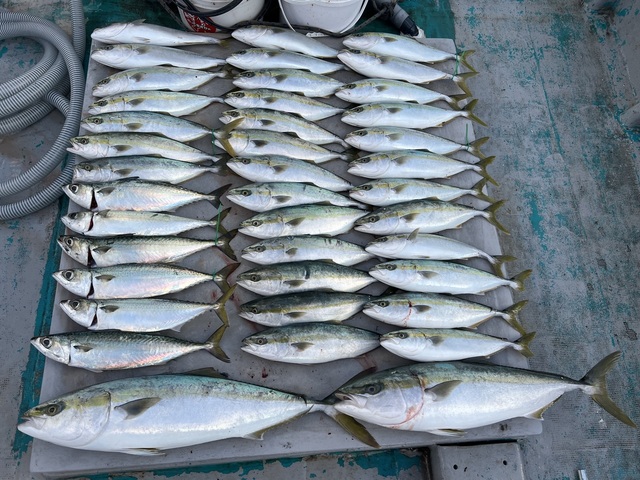 ブリ・ハマチ(ブリ)・サバ(マサバ)