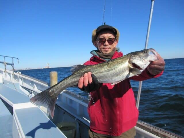 シーバス(スズキ)