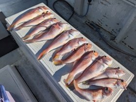 アマダイ(アカアマダイ)