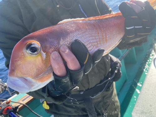 アマダイ(アカアマダイ)