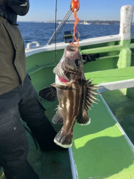 イシナギ(オオクチイシナギ)