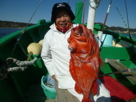 ベニアコウ(オオサガ)