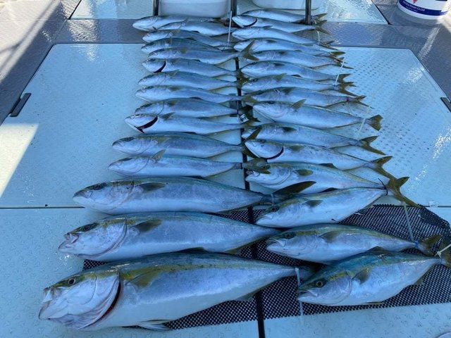 ハマチ(ブリ)・メジロ(ブリ)